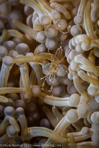 "Sun Shrimp"
A rare find for us here in Cayman. This is ... by Dusty Norman 